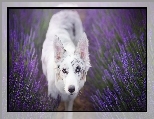 Border collie, Lawenda